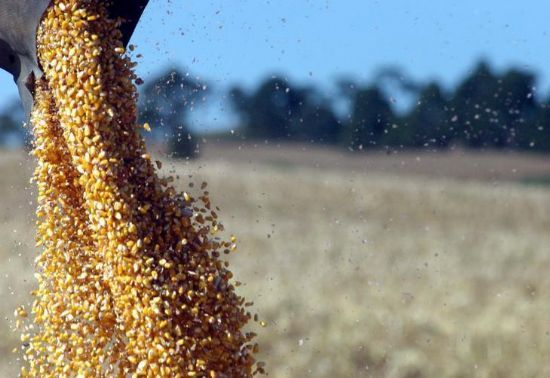 Mato Grosso negocia quase 100% do milho ofertado no Pepro