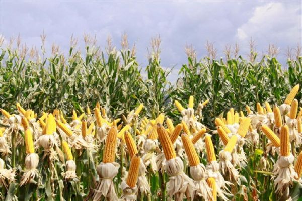 Colheita do milho em Mato Grosso atinge 2,81% dos 4,2 mi/ha plantados