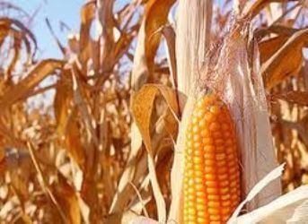 Saca do milho chega a R$ 18,30 em novembro; Atraso da soja segue impactando