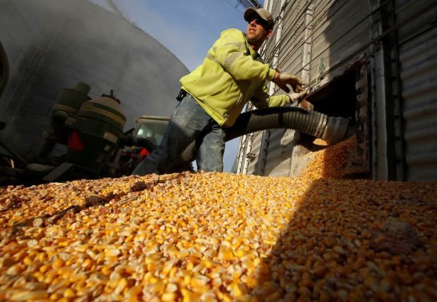 Com baixo consumo de milho, MT aumentaria lucro com usinas de etanol; Estado consome apenas 15% da produção