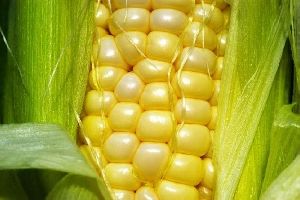 Nova cultivar de milho tem quatro vezes mais pró-vitamina A