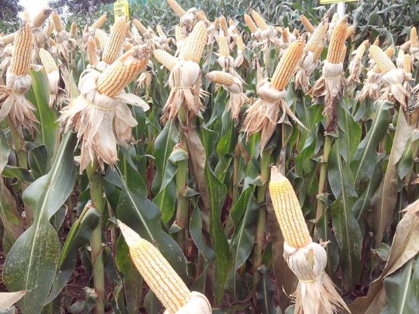 Reviso no milho aponta alta de 608 mil toneladas em Mato Grosso