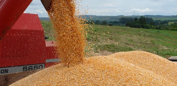 Milho produzido em Mato Grosso  escoado para outros estados