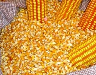 Produo de milho  recorde de 72,75 mi/t, apura IBGE