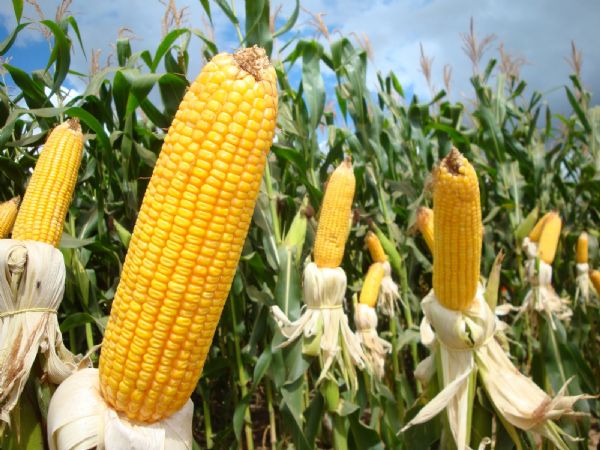 rea plantada de milho em Mato Grosso tem novo recorde
