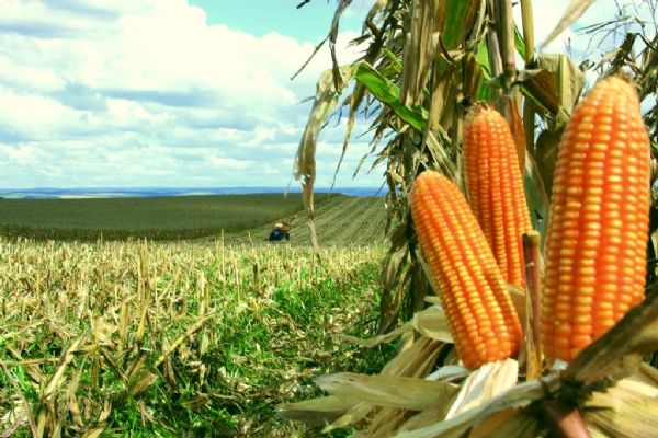 Monsanto lana primeira marca de sementes de milho para refgio
