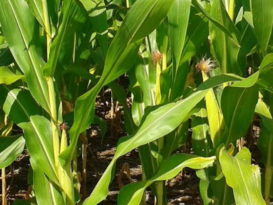 Produtividade do milho deve cair 15,82% em relao  safra passada
