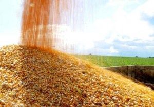 Produo de milho  elevada em quase 1% devido aumento da rea