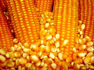 Preos do milho continuam em queda apesar de leiles e intervenes do governo