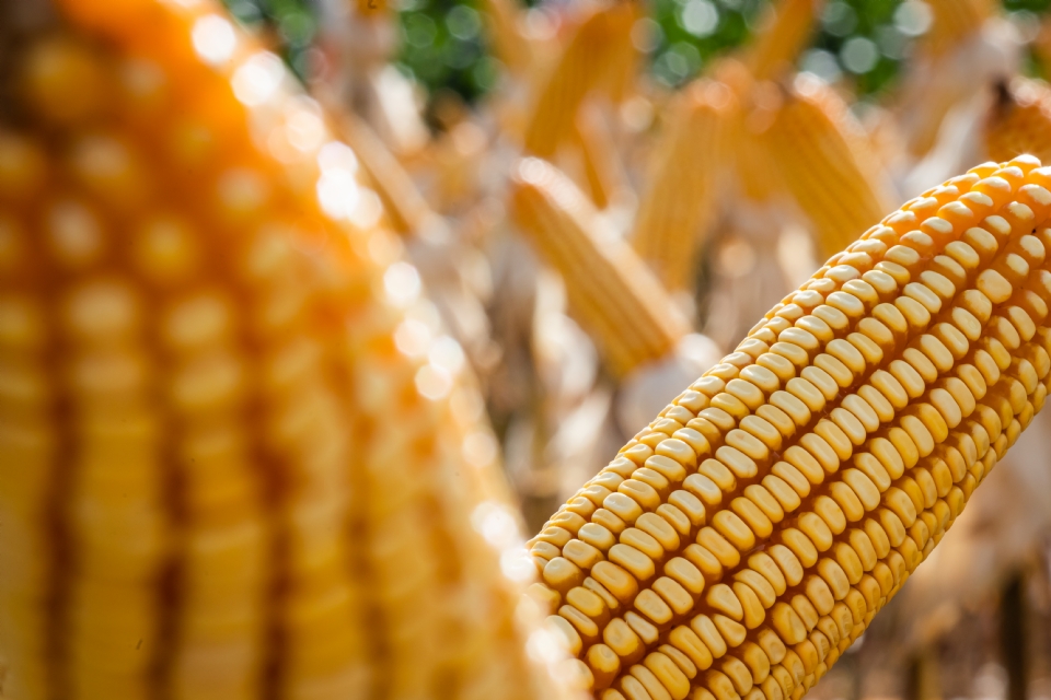 Mato Grosso  apontado como o estado que mais exportou milho no Brasil