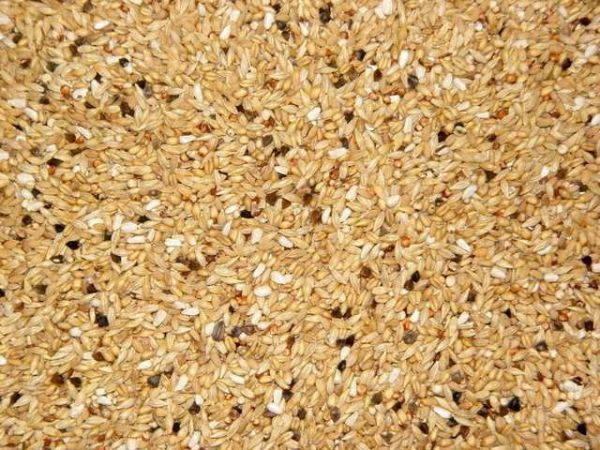 Produ��o de alimentos em Mato Grosso deve crescer 76% na pr�xima d�cada