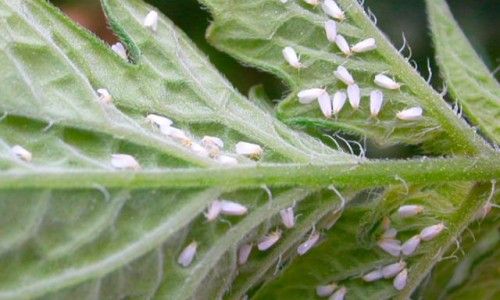 Mosca branca pode causar perdas de quatro sacas por hectares na soja