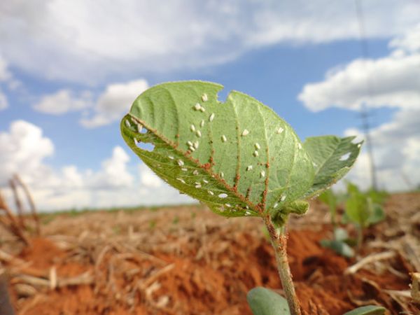 Mosca branca e percevejo preocupam sojicultores em Mato Grosso; produtividade em 50 sc/ha