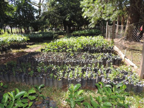 Doaes das 300 mudas de Yp branco para a Prefeitura de Rondonpolis ocorre aps cinco meses de cultivo das rvores