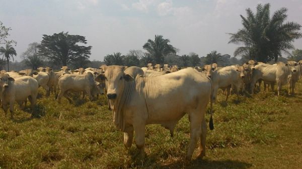 Converso de pasto em rea de agricultura avana em Mato Grosso e traz ganhos de produtividade