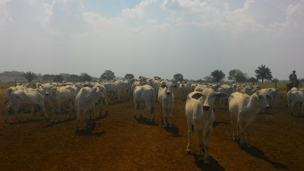 Frigorficos em Mato Grosso querem alta do ICMS do boi em p para evitar novos fechamentos