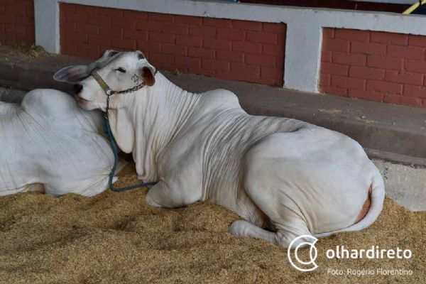 Melhoramento gentico bovino agrega todas as pontas da cadeia, afirma pesquisador