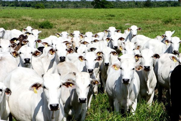 Justia Federal leiloa duas mil cabeas de gado apreendidas em operao da PF