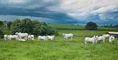 Preo da vaca parida est 9% mais caro este ano em Mato Grosso