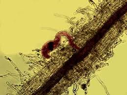 Nematoides - formas de vida microscópicas que geram perdas econômicas de proporções gigantescas na agricultura e na área da Saúde