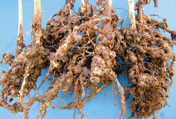 Raiz da planta de soja contaminada com nematoide