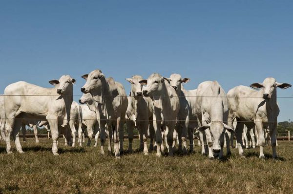 Abates em Mato Grosso de bovinos caem 15,7% em 2015, aponta Indea