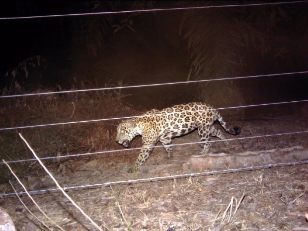 Projeto de ONG previne ataques de onas-pintadas a rebanhos no Pantanal