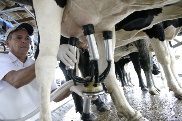 Baixa oferta de leite em Mato Grosso eleva derivados em at 10%