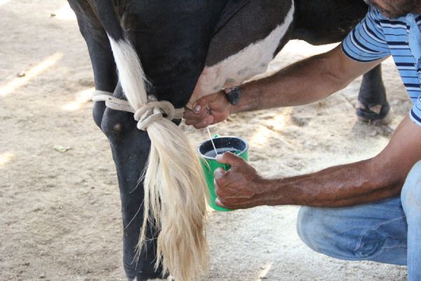 Preos atrativos na bovinocultura levam produo de leite recuar em Mato Grosso