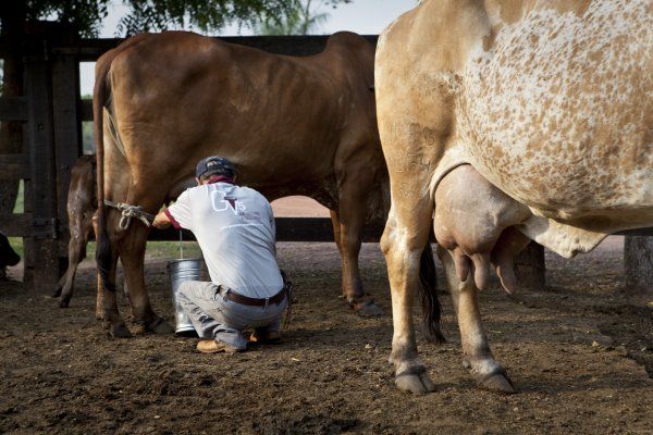 Assistncia tcnica pode auxiliar para aumento da produo de leite em Mato Grosso