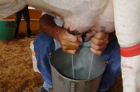 Produo de leite sobe 6% em Mato Grosso em 2014; Litro pago ao produtor teve alta de 8,96%