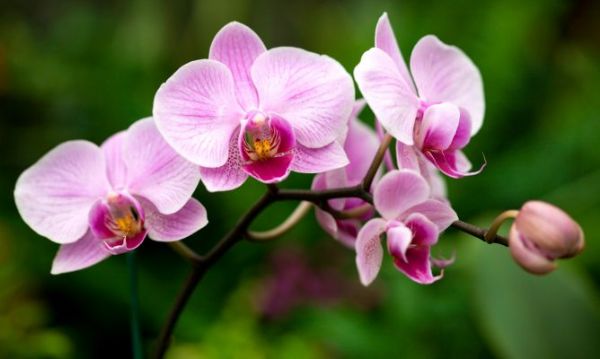 Pesquisa em Mato Grosso visa produção comercial de orquídeas no Estado