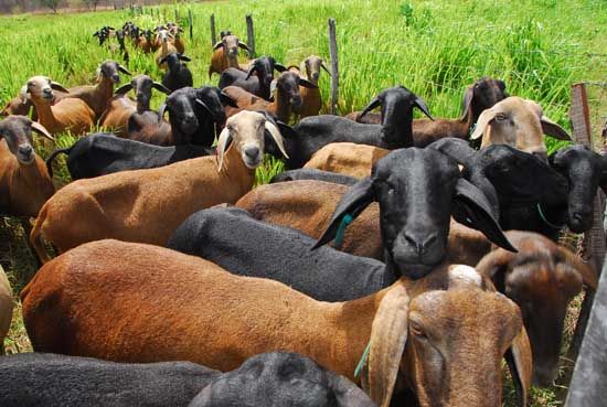 Novo segmento do campo em Mato Grosso