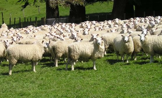 Ovinocultura cresce 27% em Mato Grosso e atra� investidores de todo pa�s