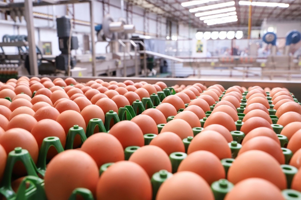 Aumento no valor de insumos faz preço do ovo saltar em Mato Grosso