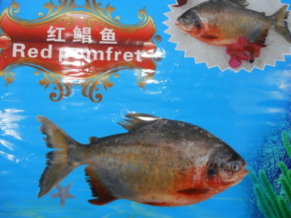 Chineses vendem caranha do Araguaia como �Pacu Vermelho� no mercado internacional