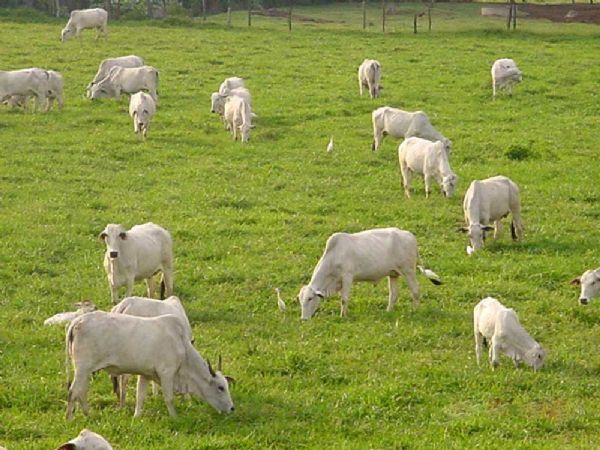 Pecuria de MT deve perder 4,5 milhes de hectares de pastos na prxima dcada