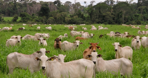 Exportao da carne de Mato Grosso movimenta US$ 115 milhes