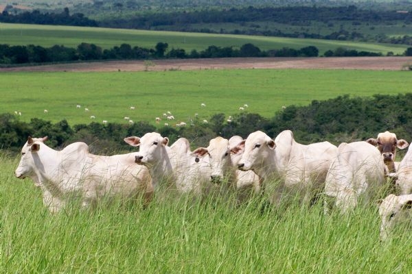 Parceria entre a Unemat e Embrapa levar tecnologia e assistncia tcnica pecuria ao Norte Araguaia