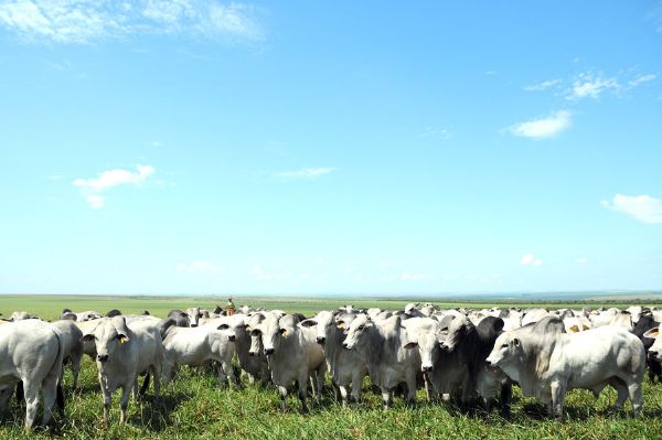 Grupo Bom Futuro aposta em sistema ILP no perodo de seca e reduz tempo de recria; veja fotos