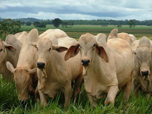 Custos de produo da pecuria apresentam pequena queda em maio