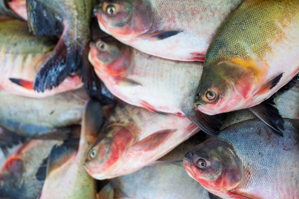 Peixe representa 3% do consumo de carnes em MT; Preo  motivo para resultado