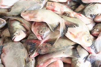 Projeto da prefeitura barateia o preo do peixe ao consumidor