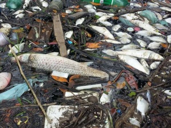 Peixes ainda so encontrados mortos em Santos e Cubato