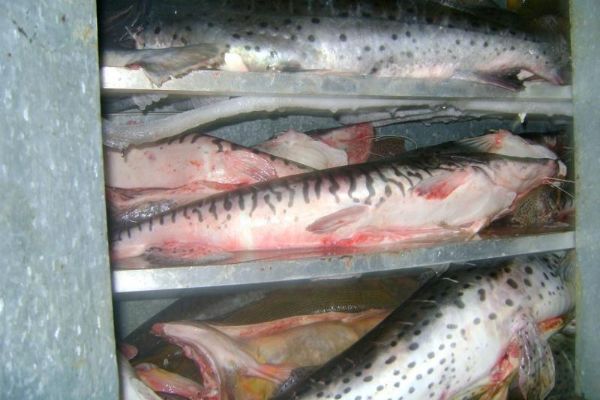 Fiscais ambientais apreendem mais de sete toneladas de pescados e 2.100 peas proibidas para pesca