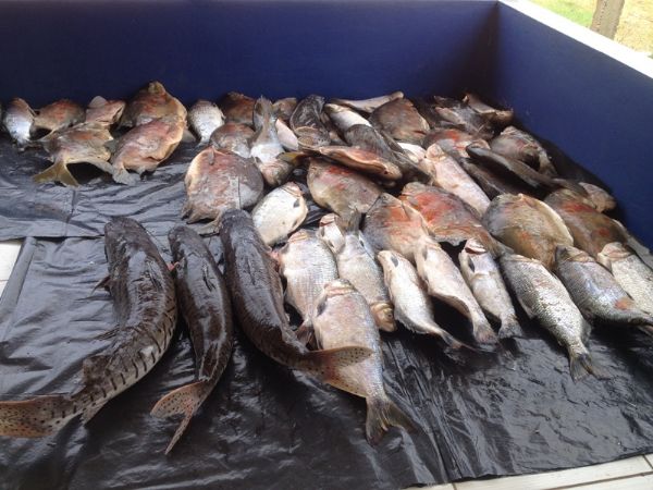 Fiscais apreendem mais de 250 quilos de pescado irregular no ltimo dia da piracema em MT