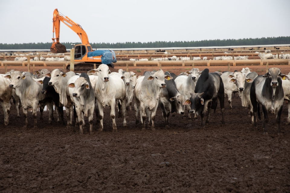 Carne bovina produzida em MT destinada  exportao alimenta 20 milhes de pessoas ao ano