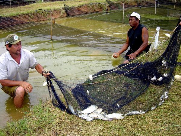 Investimento de R$ 16 milhes sero revestido para a piscicultura em MT