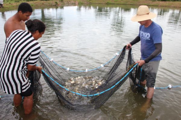 Quarto maior produtor de peixe, MT v piscicultura travada por falta de indstria