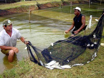 1 Seminrio de Piscicultura promove transferncia de tecnologia e troca de experincia